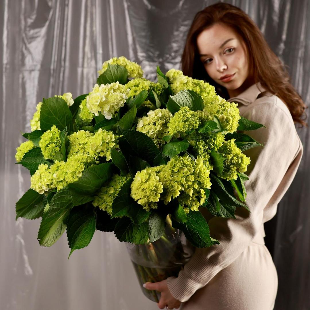 Гортензия мини