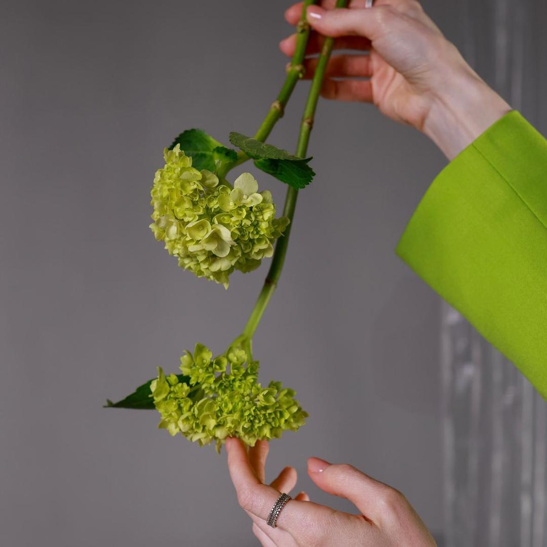 Гортензия мини