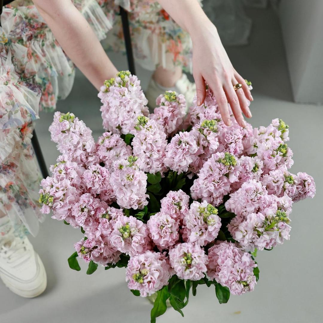 Маттиола нежно-розовая