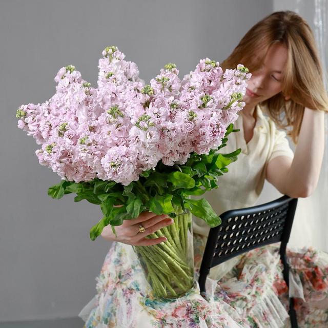 Маттиола нежно-розовая