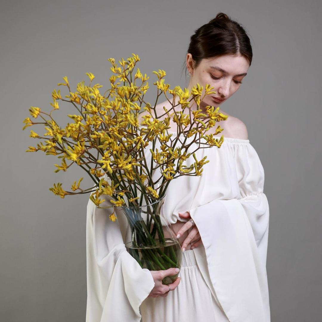 Анигозантос желтый