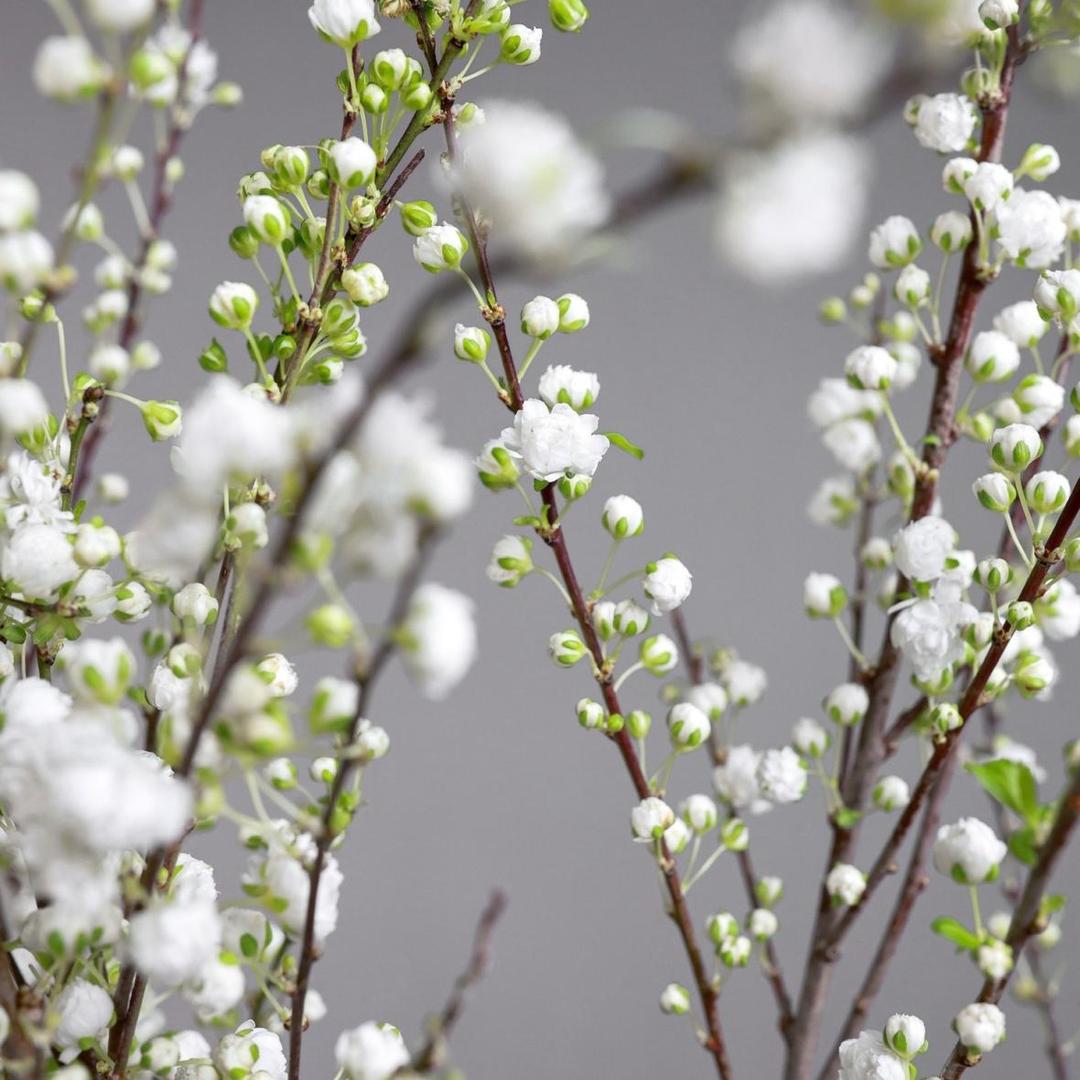 Прунус (нежно-розовый)