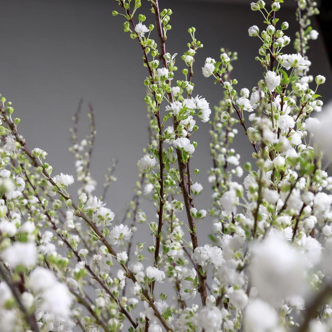 Прунус (нежно-розовый)