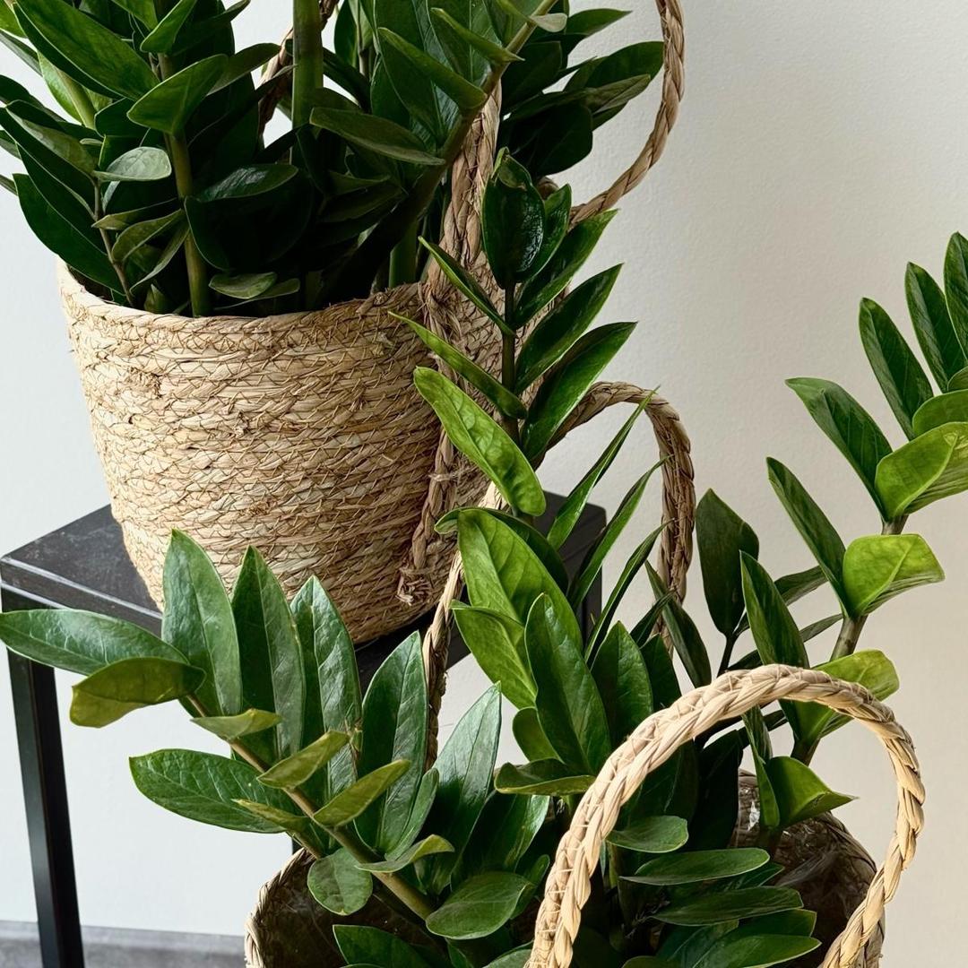 Замиокулькас