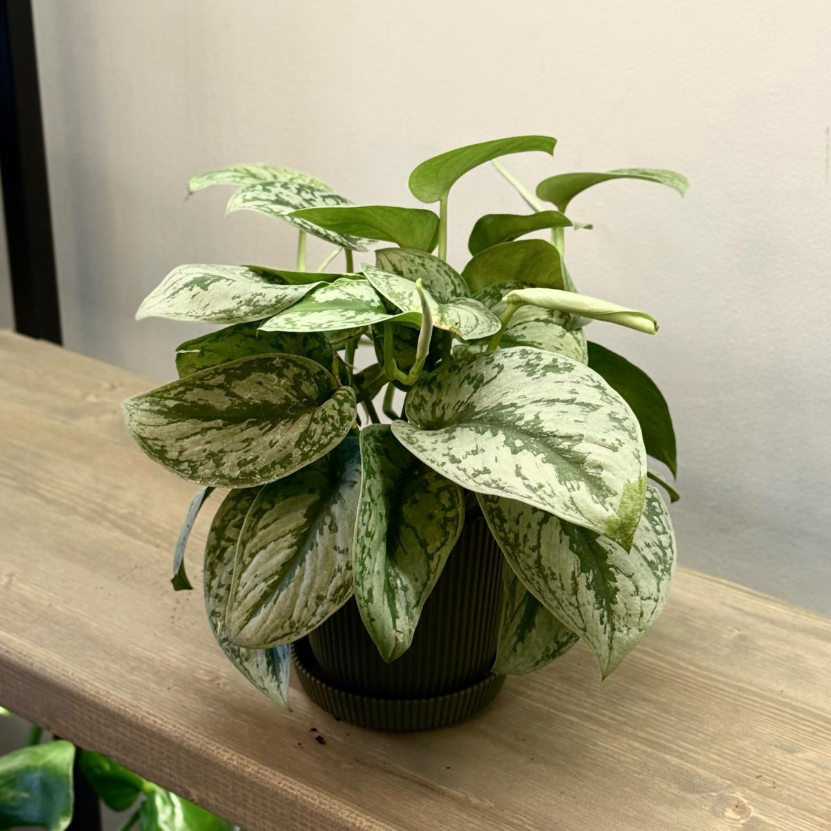 Эпипремнум