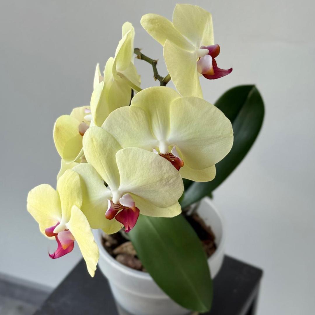 Орхидея Фаленопсис