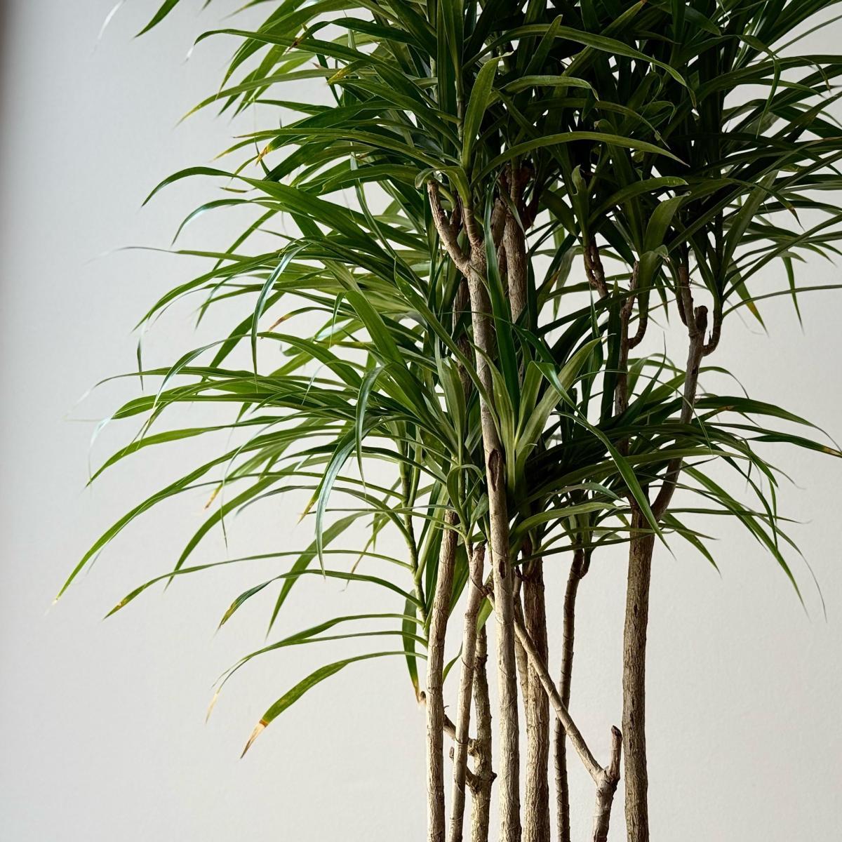 Драцена Reflexa