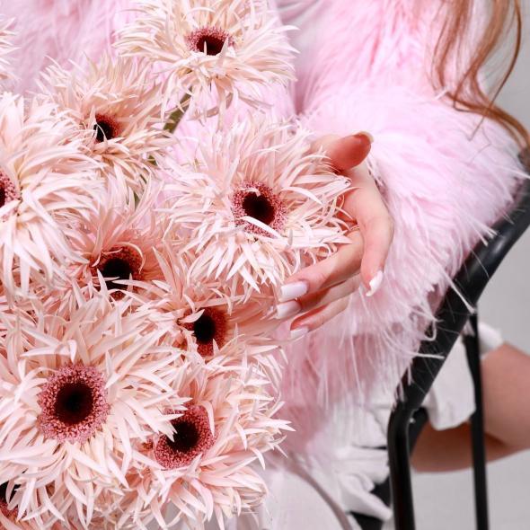 Гербера сортовая