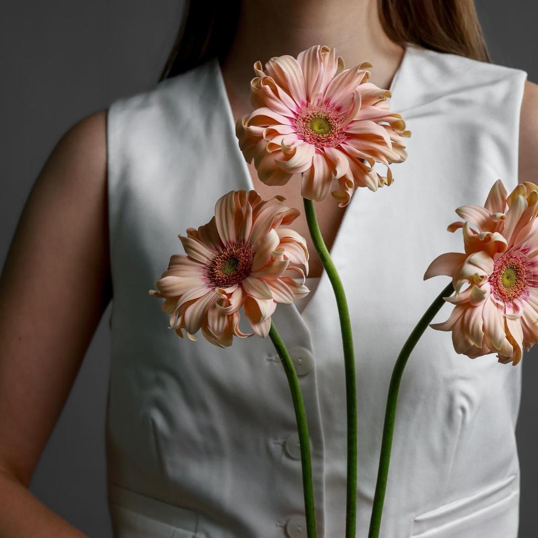 Гербера Pasta