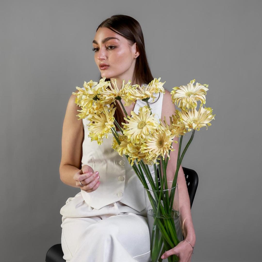 Гербера Pasta