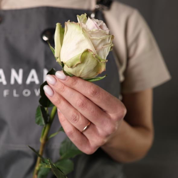 Рубашка у роз: естественная защита цветка Рубашка у роз: естественная защита цветка